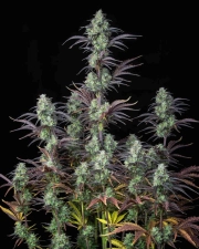 Mimosa Cake Auto cannabis plants in bloom, grown from Automatic seeds – ideal for home cultivation from FastBuds Seeds