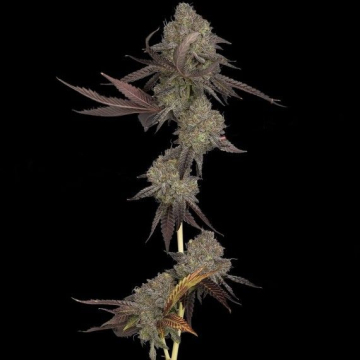 DNA Cake cannabis plants in bloom, grown from Feminised seeds – ideal for home cultivation from DNA Genetics