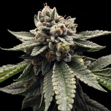 Kosher Dawg cannabis plants in bloom, grown from Feminised seeds – ideal for home cultivation from DNA Genetics