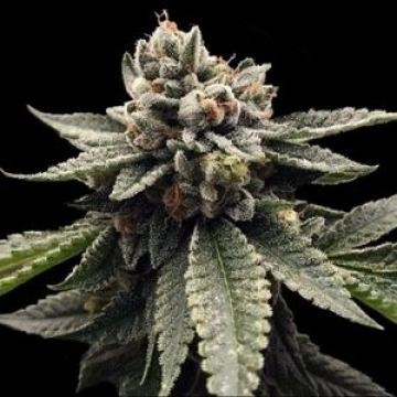 Kosher Dawg cannabis plants in bloom, grown from Feminized seeds – ideal for home cultivation from DNA Genetics