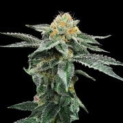 Kosher Cookies cannabis plants in bloom, grown from Feminized seeds – ideal for home cultivation from DNA Genetics