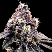Kosher Pie cannabis plants in bloom, grown from Feminized seeds – ideal for home cultivation from DNA Genetics