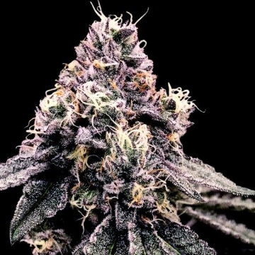Kosher Pie cannabis plants in bloom, grown from Feminized seeds – ideal for home cultivation from DNA Genetics