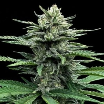 Auto Strawberry Banana cannabis plants in bloom, grown from Automatic seeds – ideal for home cultivation from DNA Genetics