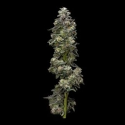 Bakers Delight cannabis plants in bloom, grown from Feminized seeds – ideal for home cultivation from DNA Genetics