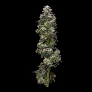 Bakers Delight cannabis plants in bloom, grown from Feminized seeds – ideal for home cultivation from DNA Genetics
