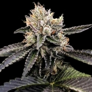 Cataract Cake cannabis plants in bloom, grown from Feminized seeds – ideal for home cultivation from DNA Genetics