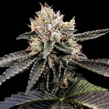 Cataract Cake cannabis plants in bloom, grown from Feminized seeds – ideal for home cultivation from DNA Genetics