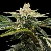 Miss DNA cannabis plants in bloom, grown from Feminized seeds – ideal for home cultivation from DNA Genetics
