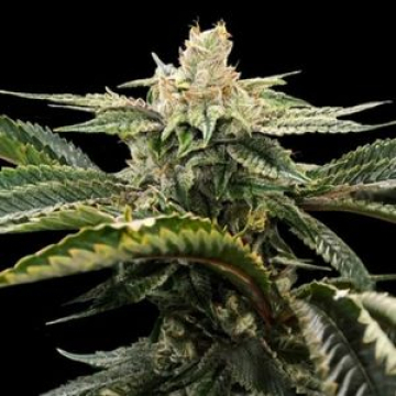 Miss DNA cannabis plants in bloom, grown from Feminised seeds – ideal for home cultivation from DNA Genetics