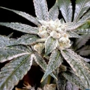 El Fuego cannabis plants in bloom, grown from Feminized seeds – ideal for home cultivation from DNA Genetics