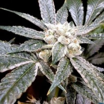 El Fuego cannabis plants in bloom, grown from Feminized seeds – ideal for home cultivation from DNA Genetics