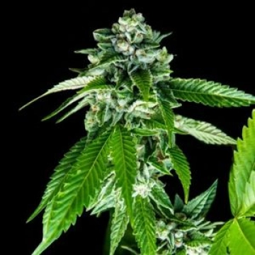 Sorbet Dreams cannabis plants in bloom, grown from Feminized seeds – ideal for home cultivation from DNA Genetics