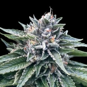 Sorbet #4 cannabis plants in bloom, grown from Feminised seeds – ideal for home cultivation from DNA Genetics