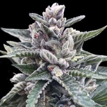 Kosher Sorbet cannabis plants in bloom, grown from Feminised seeds – ideal for home cultivation from DNA Genetics