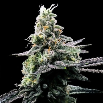 Purple Kosher cannabis plants in bloom, grown from Feminized seeds – ideal for home cultivation from DNA Genetics