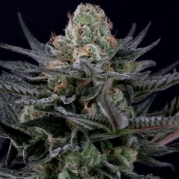 Caramba cannabis plants in bloom, grown from Feminised seeds – ideal for home cultivation from Paradise Seeds