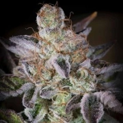 Sweetopia cannabis plants in bloom, grown from Feminized seeds – ideal for home cultivation from Paradise Seeds