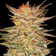 Ice Cream cannabis plants in bloom, grown from Feminized seeds – ideal for home cultivation from Paradise Seeds