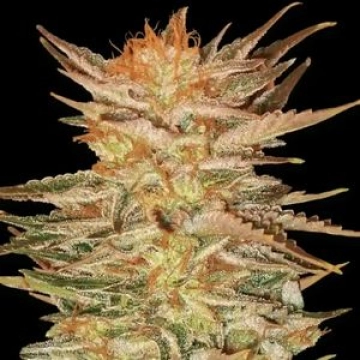 Ice Cream cannabis plants in bloom, grown from Feminized seeds – ideal for home cultivation from Paradise Seeds