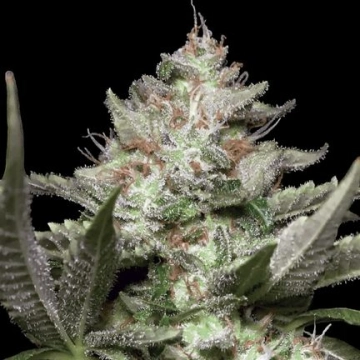 Auto Kong 4 cannabis plants in bloom, grown from Automatic seeds – ideal for home cultivation from Paradise Seeds