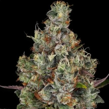 Rainbow Road cannabis plants in bloom, grown from Feminized seeds – ideal for home cultivation from Paradise Seeds