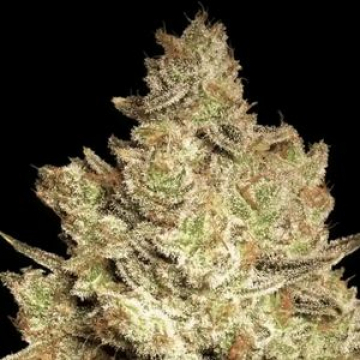 Jacky White cannabis plants in bloom, grown from Feminised seeds – ideal for home cultivation from Paradise Seeds