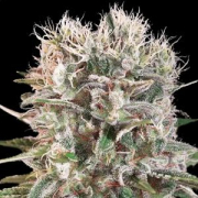 Wappa cannabis plants in bloom, grown from Feminised seeds – ideal for home cultivation from Paradise Seeds