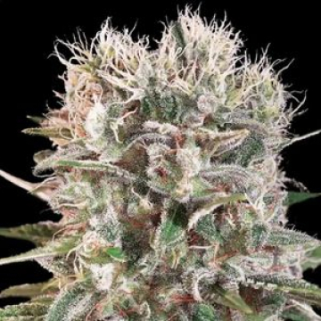 Wappa cannabis plants in bloom, grown from Feminised seeds – ideal for home cultivation from Paradise Seeds
