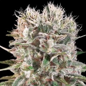 Wappa cannabis plants in bloom, grown from Feminized seeds – ideal for home cultivation from Paradise Seeds