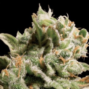Dutch Dragon cannabis plants in bloom, grown from Feminised seeds – ideal for home cultivation from Paradise Seeds