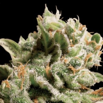 Dutch Dragon cannabis plants in bloom, grown from Feminised seeds – ideal for home cultivation from Paradise Seeds