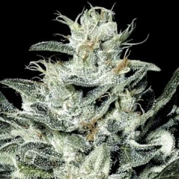 Sensi Star cannabis plants in bloom, grown from Feminised seeds – ideal for home cultivation from Paradise Seeds