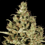 Delahaze cannabis plants in bloom, grown from Feminised seeds – ideal for home cultivation from Paradise Seeds