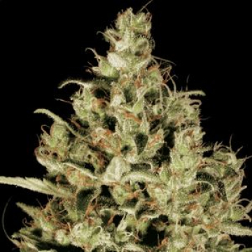 Delahaze cannabis plants in bloom, grown from Feminised seeds – ideal for home cultivation from Paradise Seeds