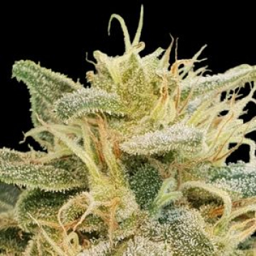 CBDrelief cannabis plants in bloom, grown from Feminised seeds – ideal for home cultivation from Paradise Seeds