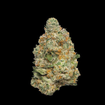 Apple Fritter Autoflower cannabis plants in bloom, grown from Automatic seeds – ideal for home cultivation from Growers Choice