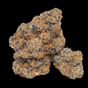 King Louis Garcia cannabis plants in bloom, grown from Feminized seeds – ideal for home cultivation from Growers Choice