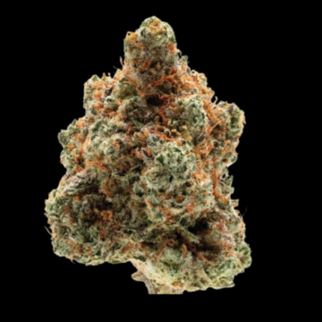 Monkey Glue cannabis plants in bloom, grown from Feminised seeds – ideal for home cultivation from Growers Choice