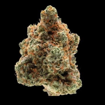 Monkey Glue cannabis plants in bloom, grown from Feminized seeds – ideal for home cultivation from Growers Choice