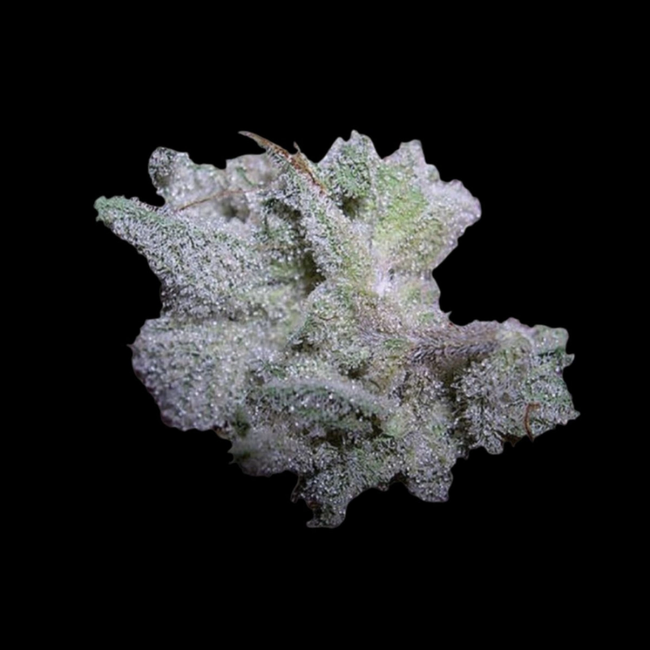 Braindamage – Growers Choice – Autoflowering