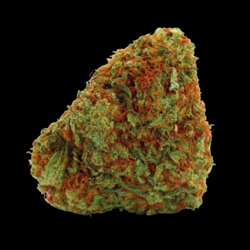 Bubblegum x Fat HOG cannabis plants in bloom, grown from Feminized seeds – ideal for home cultivation from Growers Choice