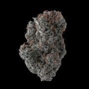 Applez and Bananaz cannabis plants in bloom, grown from Feminized seeds – ideal for home cultivation from Growers Choice