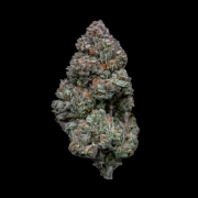 Rainbow Sherbert #11 cannabis plants in bloom, grown from Feminized seeds – ideal for home cultivation from Growers Choice