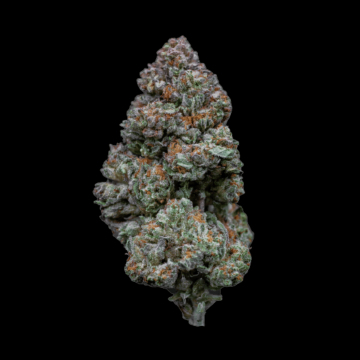 Rainbow Sherbert #11 cannabis plants in bloom, grown from Feminised seeds – ideal for home cultivation from Growers Choice