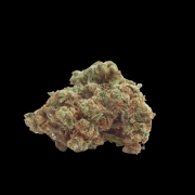 Gorilla Cookies Auto cannabis plants in bloom, grown from Automatic seeds – ideal for home cultivation from Growers Choice