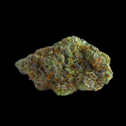 Blue Forest Berry cannabis plants in bloom, grown from Feminised seeds – ideal for home cultivation from Growers Choice