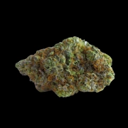 Blue Forest Berry cannabis plants in bloom, grown from Feminized seeds – ideal for home cultivation from Growers Choice