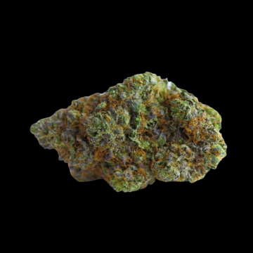 Blue Forest Berry cannabis plants in bloom, grown from Feminised seeds – ideal for home cultivation from Growers Choice