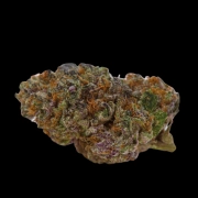 Blue Dream Sherbet cannabis plants in bloom, grown from Automatic seeds – ideal for home cultivation from Growers Choice